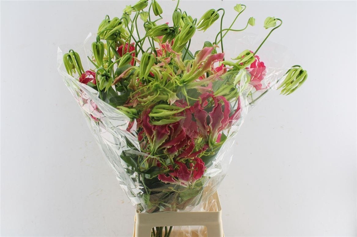 <h4>Gloriosa Pink</h4>