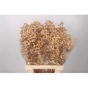 ROSA KLB ANTIEK GOLD H%*