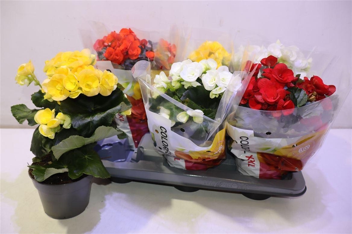 <h4>arr8 Beg Du Gem</h4>