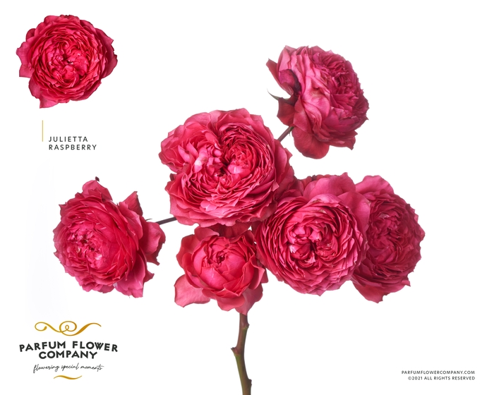 <h4>Rosa la garden julietta raspberry</h4>