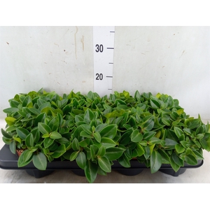 Peperomia pros. 'Pixie'