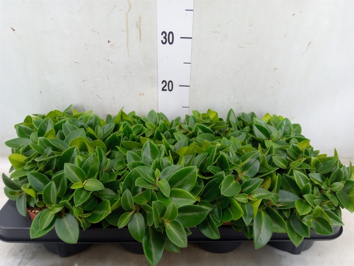 <h4>Peperomia pros. 'Pixie'</h4>