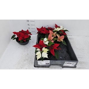 EUPHOR PULCHERRIM OV