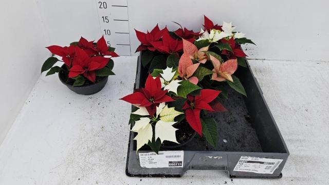 <h4>EUPHOR PULCHERRIM OV</h4>