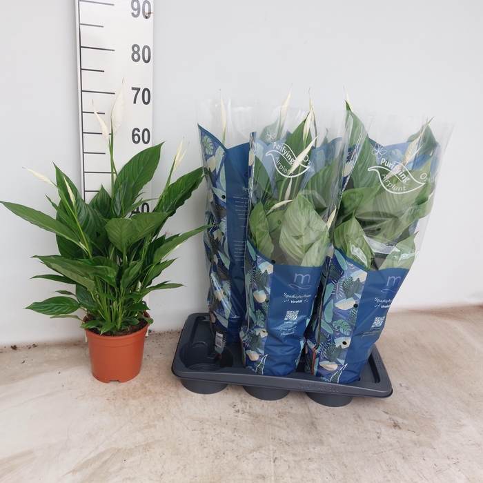 <h4>SPATH VIVALDI</h4>