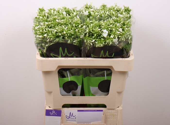 <h4>PHLOX P ICECAP</h4>