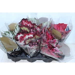 BEGONIA BELEAF P15 PO