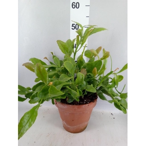 Rhipsalis   ...
