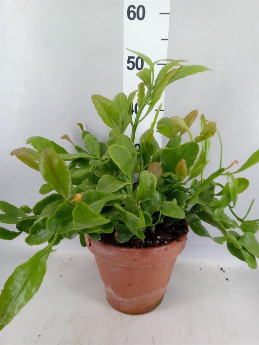 <h4>Rhipsalis   ...</h4>