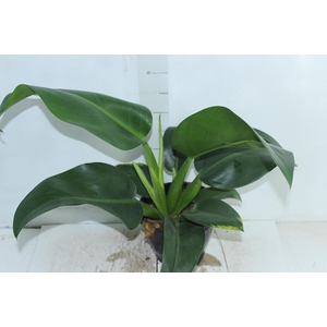 PHILODENDRON PACOVA P20