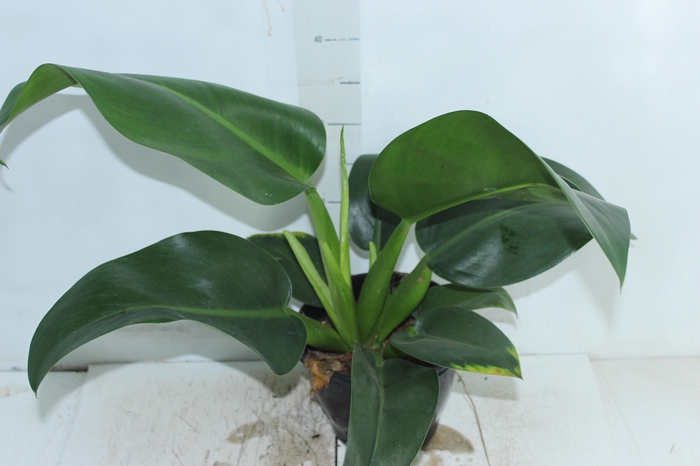<h4>PHILODENDRON PACOVA P20</h4>