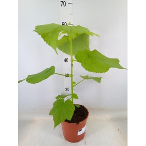 Sparrmannia africana