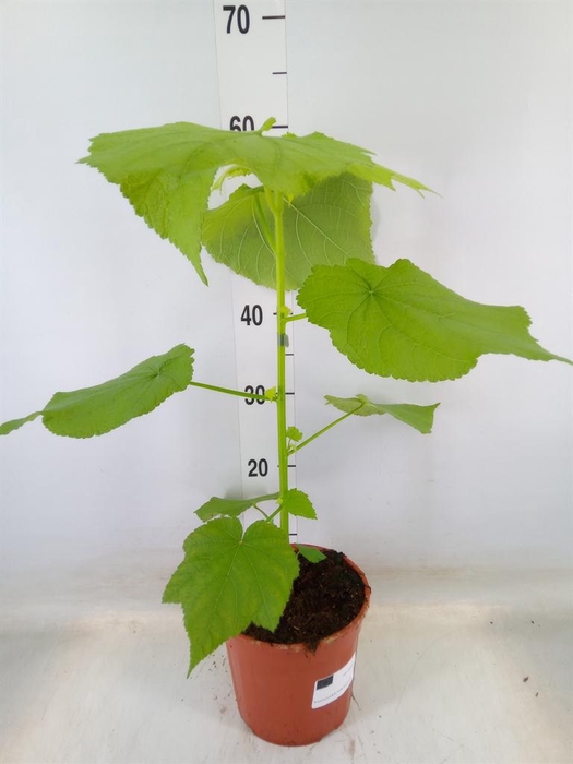 <h4>Sparrmannia africana</h4>