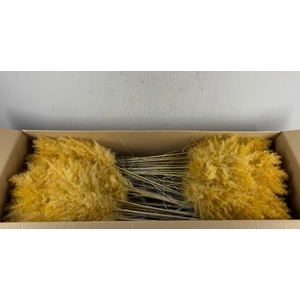 Df Pampas 115cm Apricot