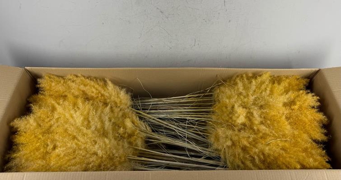 <h4>Df Pampas 115cm Apricot</h4>