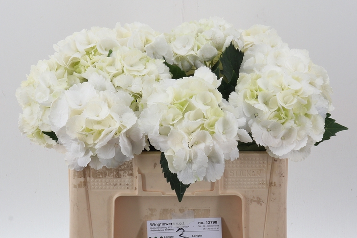 <h4>Hydr M Royal Princes</h4>