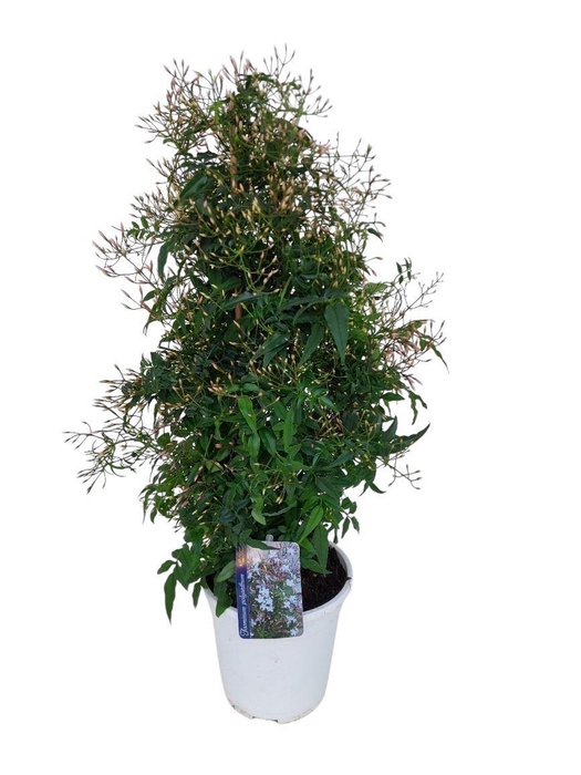 <h4>Jasminum polyanthum</h4>