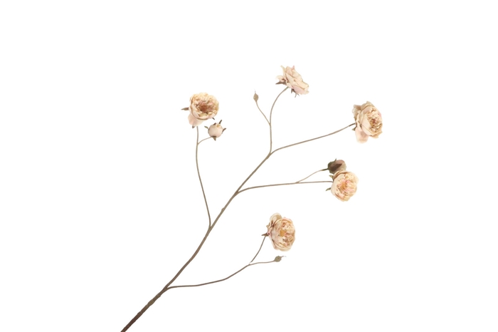 <h4>Rosa Spray Brown Pink FL440198BPK</h4>
