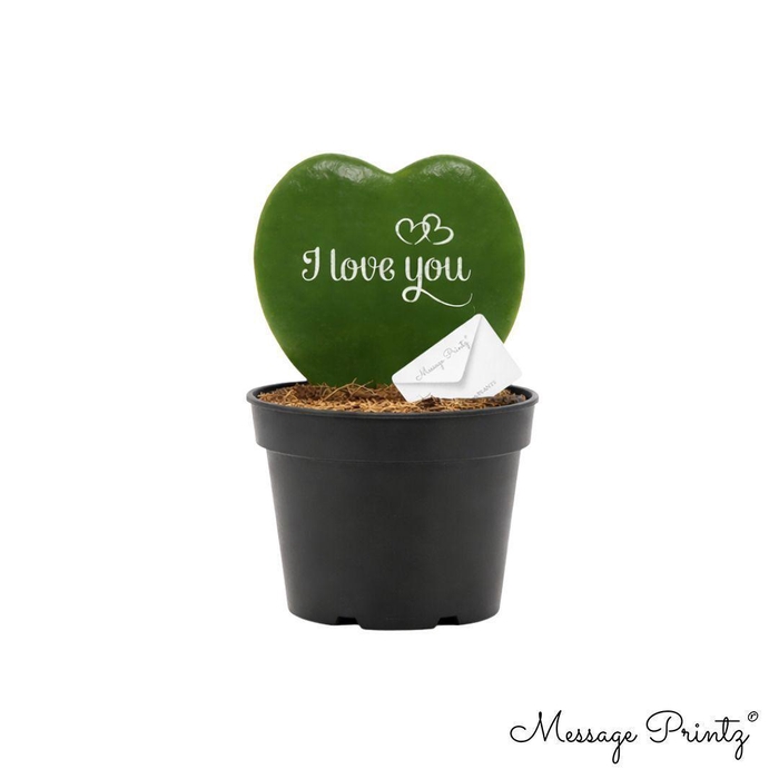 <h4>Hoya kerrii Message Printz "I Love You"</h4>