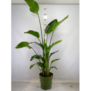 Strelitzia nicolai