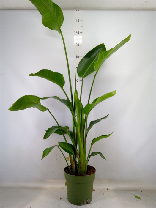 <h4>Strelitzia nicolai</h4>