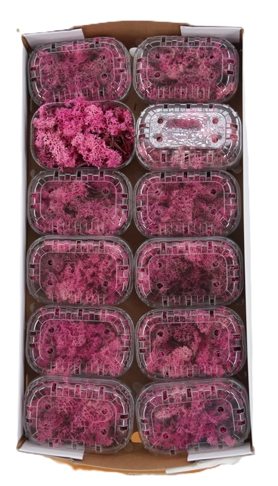<h4>Mousse d'Islande rose (lichen)</h4>