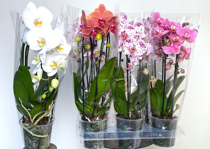 <h4>PHAL EL CASCADE</h4>