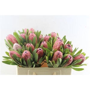 PROTEA LANCELOT