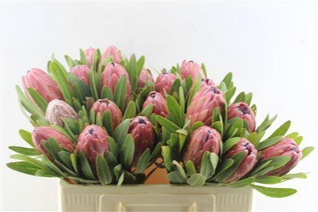 <h4>PROTEA LANCELOT</h4>