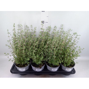 Origanum majorana