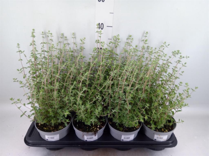 <h4>Origanum majorana</h4>