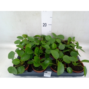 Pilea peperomioides