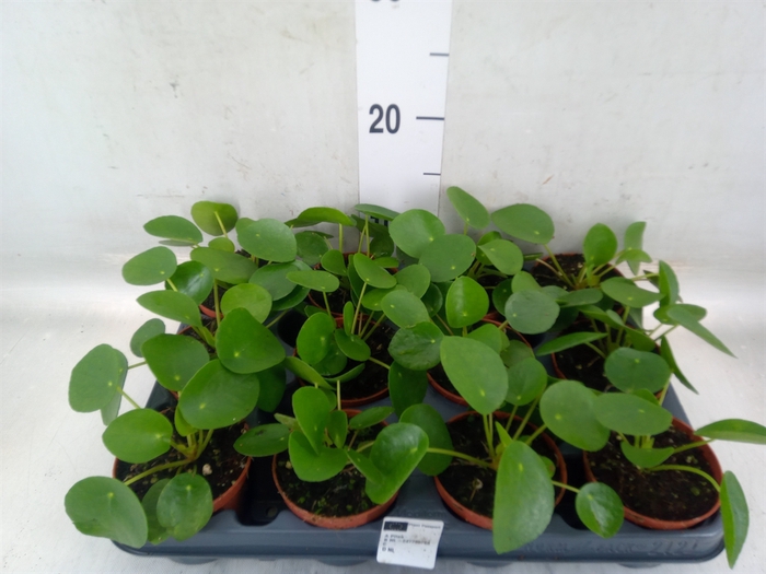 <h4>Pilea peperomioides</h4>