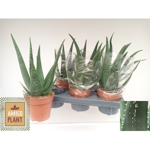 ALOE EQUATOR
