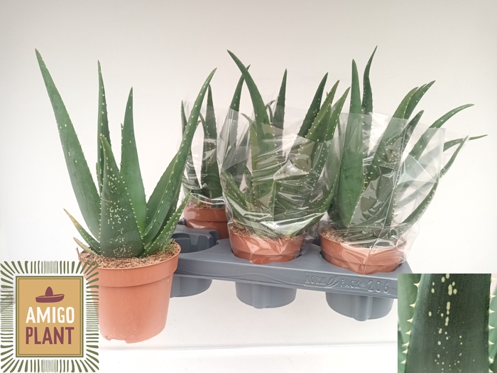 <h4>ALOE EQUATOR</h4>