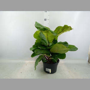 Ficus lyrata