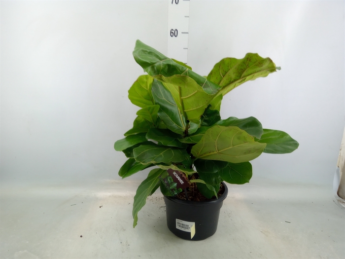 <h4>Ficus lyrata</h4>