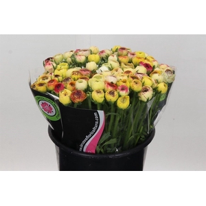 Ran Elegance Yellow Striped