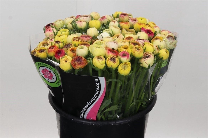 <h4>Ran Elegance Yellow Striped</h4>