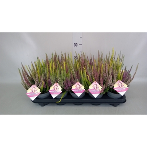 Calluna vulg. 'High Five'   ...mix