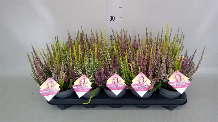 <h4>Calluna vulg. 'High Five'   ...mix</h4>