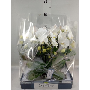 Phalaenopsis   ...white