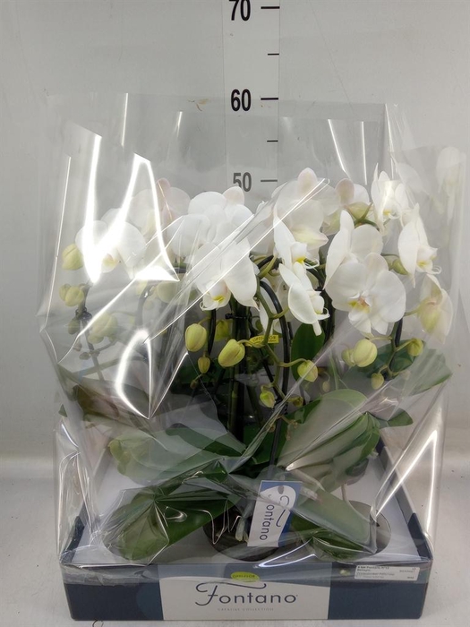 <h4>Phalaenopsis   ...white</h4>