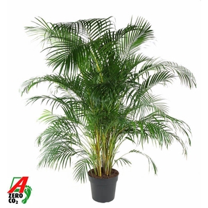 Dypsis Lutescens(Areca) P34