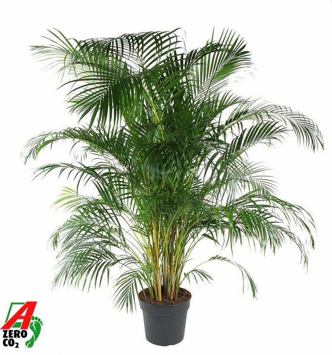 Dypsis Lutescens(Areca) P34