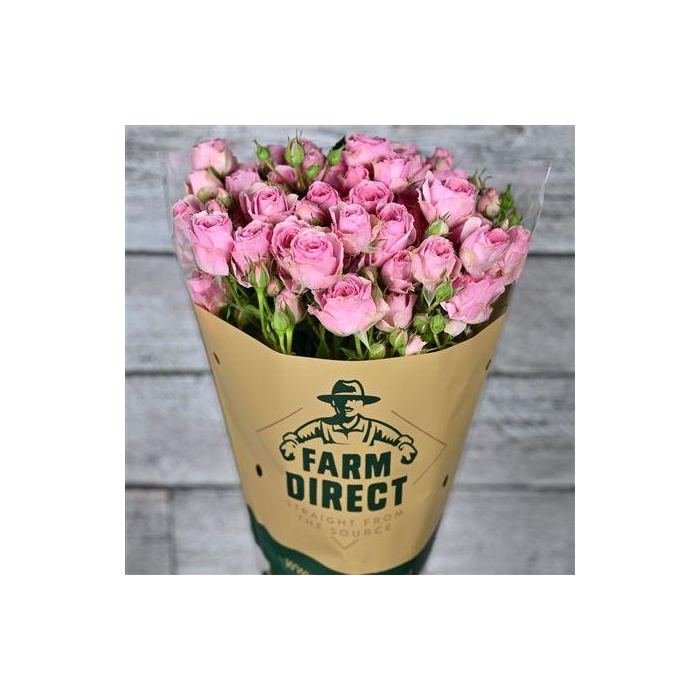 <h4>R Tr Giselle</h4>