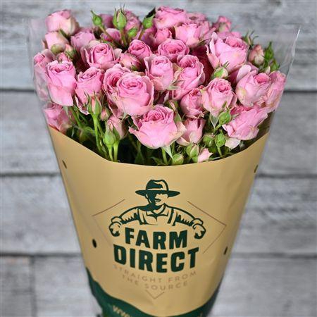 <h4>R Tr Giselle</h4>