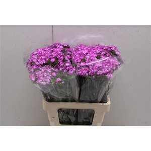 Di Barb Aldo Lilla Fantasia