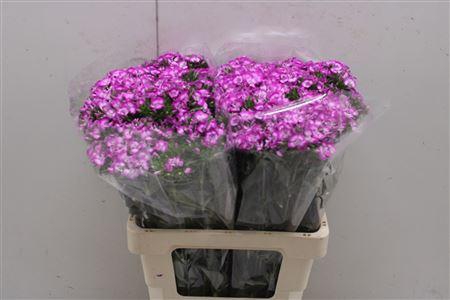 <h4>Di Barb Aldo Lilla Fantasia</h4>