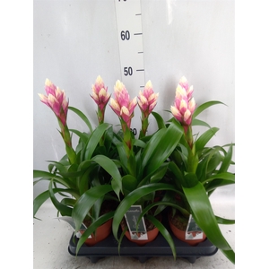 Guzmania  'Candy'